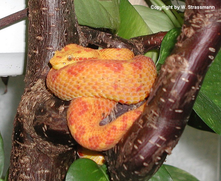 Bothriechis schlegelii