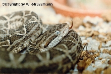 Bothrops neuwiedi diporus