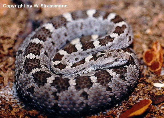 Crotalus triseriatus aquilus
