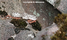 Vipera ammodytes ruffoi