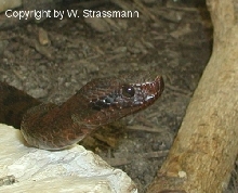 Vipera aspis atra