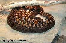 Vipera aspis atra