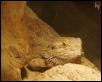My brother's dragon