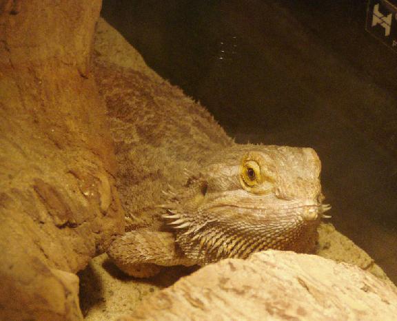 My brother's dragon