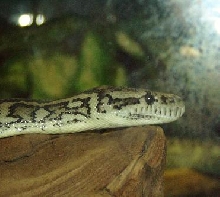 Carpet Python (Head Shot)