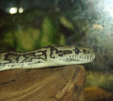 Carpet Python (Head Shot)