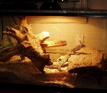 Argus Monitor  Cage shot