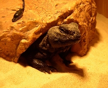 Archie in his cave