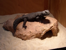 Archie on his rock