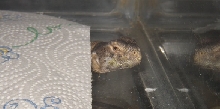 Mosca in a blanket