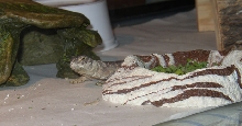 Mosca and his food
