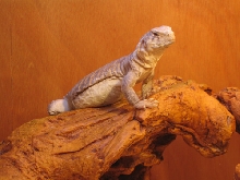 Mosca on a high basking spot