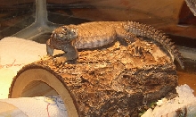 Mosca on a log 2