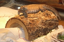 Mosca on a log 042405