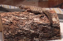 Mosca and his log 10/20/04