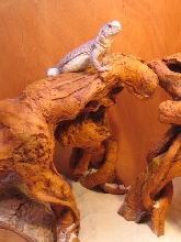 Mosca on a high spot - log