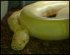Albino
