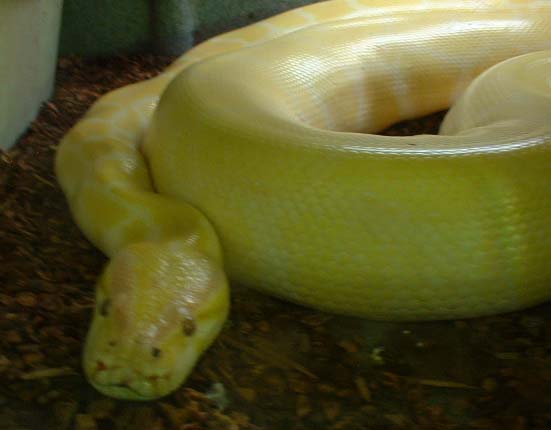 Albino
