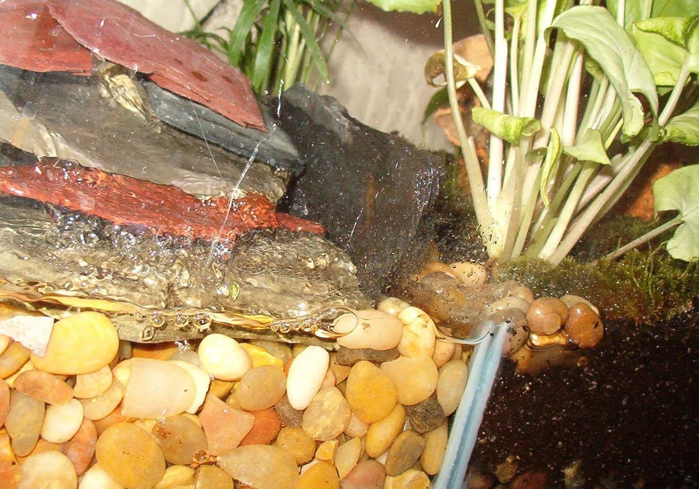 20 Gal Leuc Tank