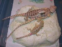 3females