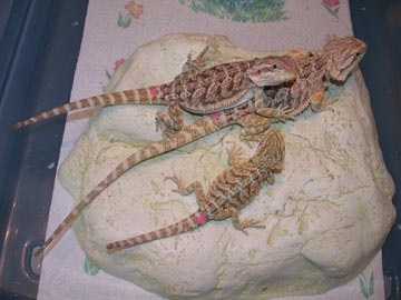 3females