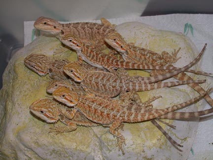 8males