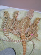 4keepers