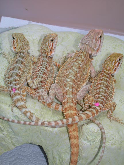 4keepers