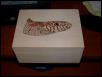 brooksi box