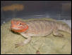 Orange head