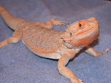 tyson new