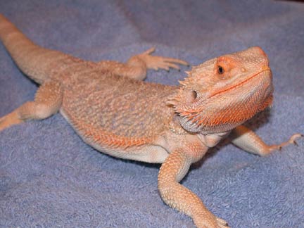 tyson new