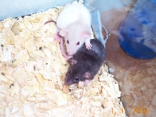 Rizzo and sibling