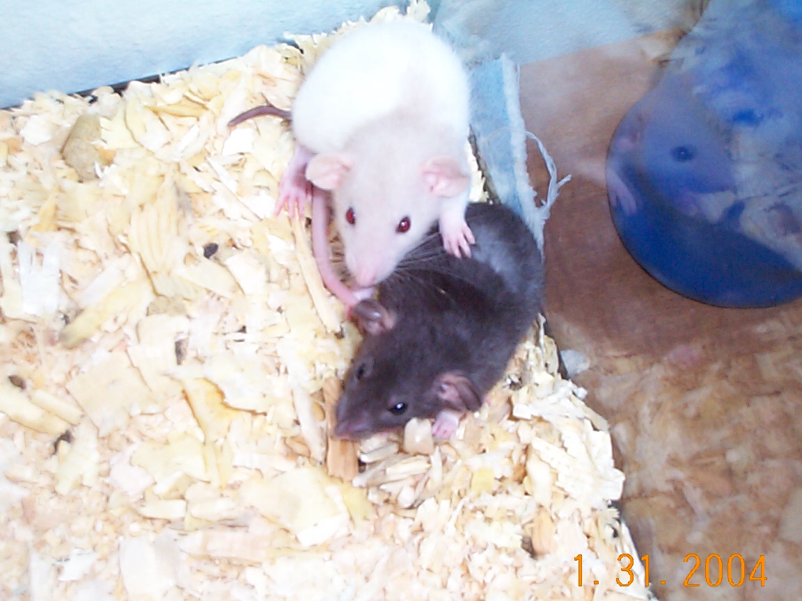 Rizzo and sibling