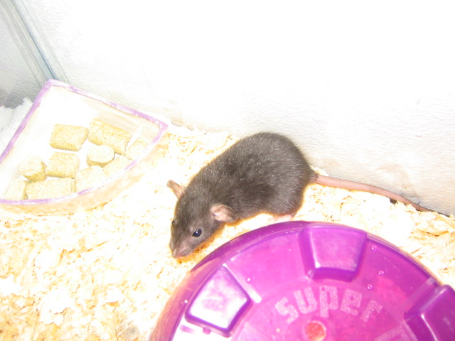 Rizzo