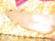 New Rat