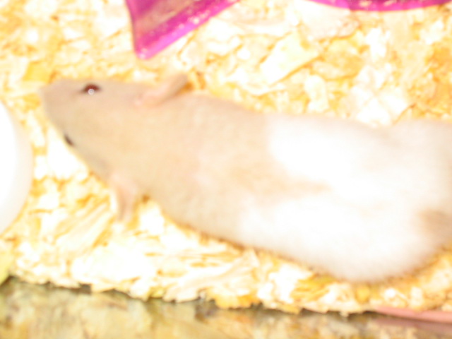 New Rat