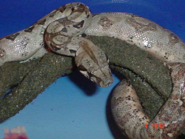 Stryker