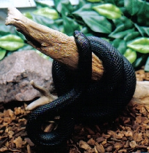 Mexican Black