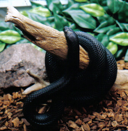 Mexican Black