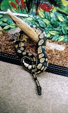 Nyoka