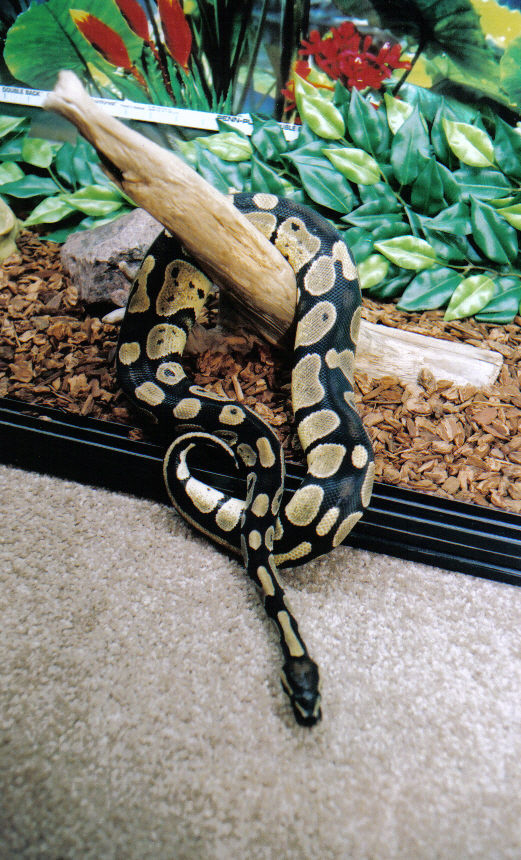 Nyoka