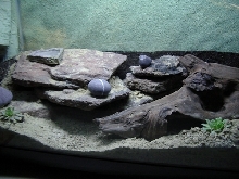 Leopard Gecko Vivarium