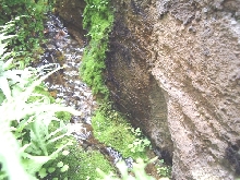 tropical stream