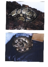 my male and female balls