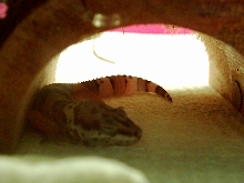 isis asleep