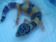 isis in humid hide