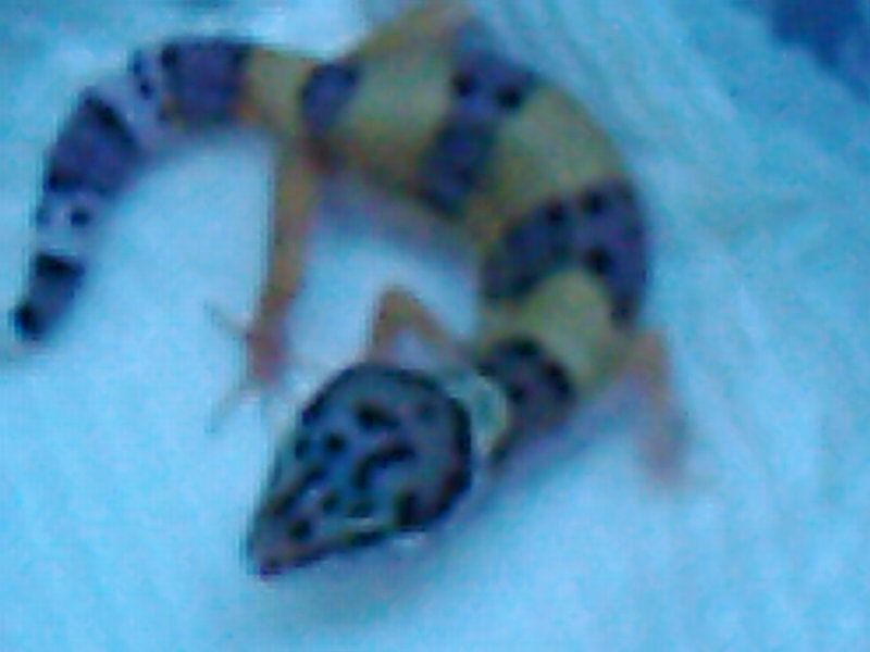 isis in humid hide