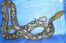 male sulawesi