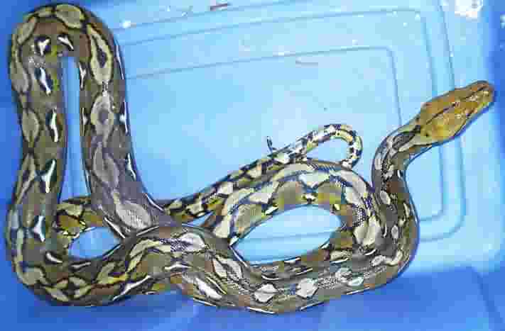 male sulawesi